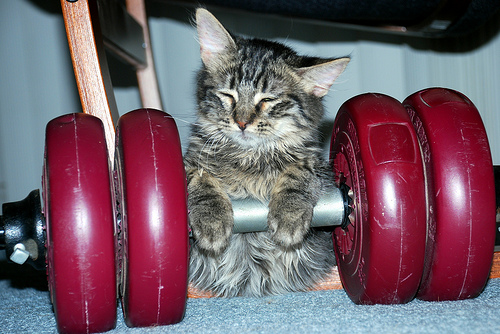 Weightlifting kitty
