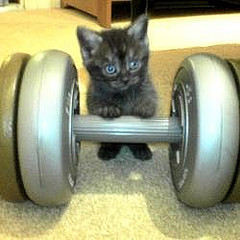 weightlifting cat